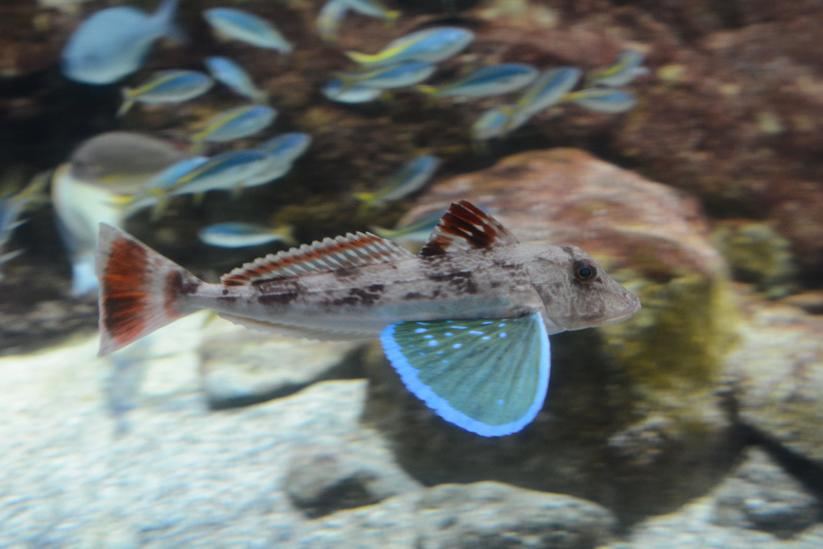 Spiny red gurnard (Chelidonichthys spinosus)