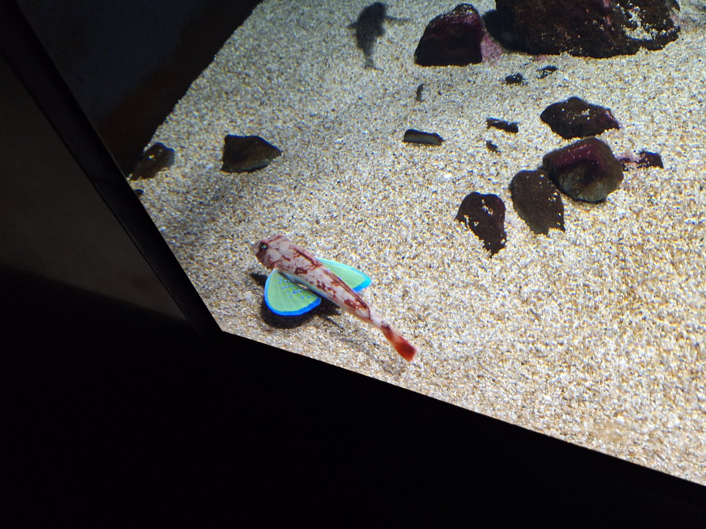 Spiny red gurnard (Chelidonichthys spinosus)