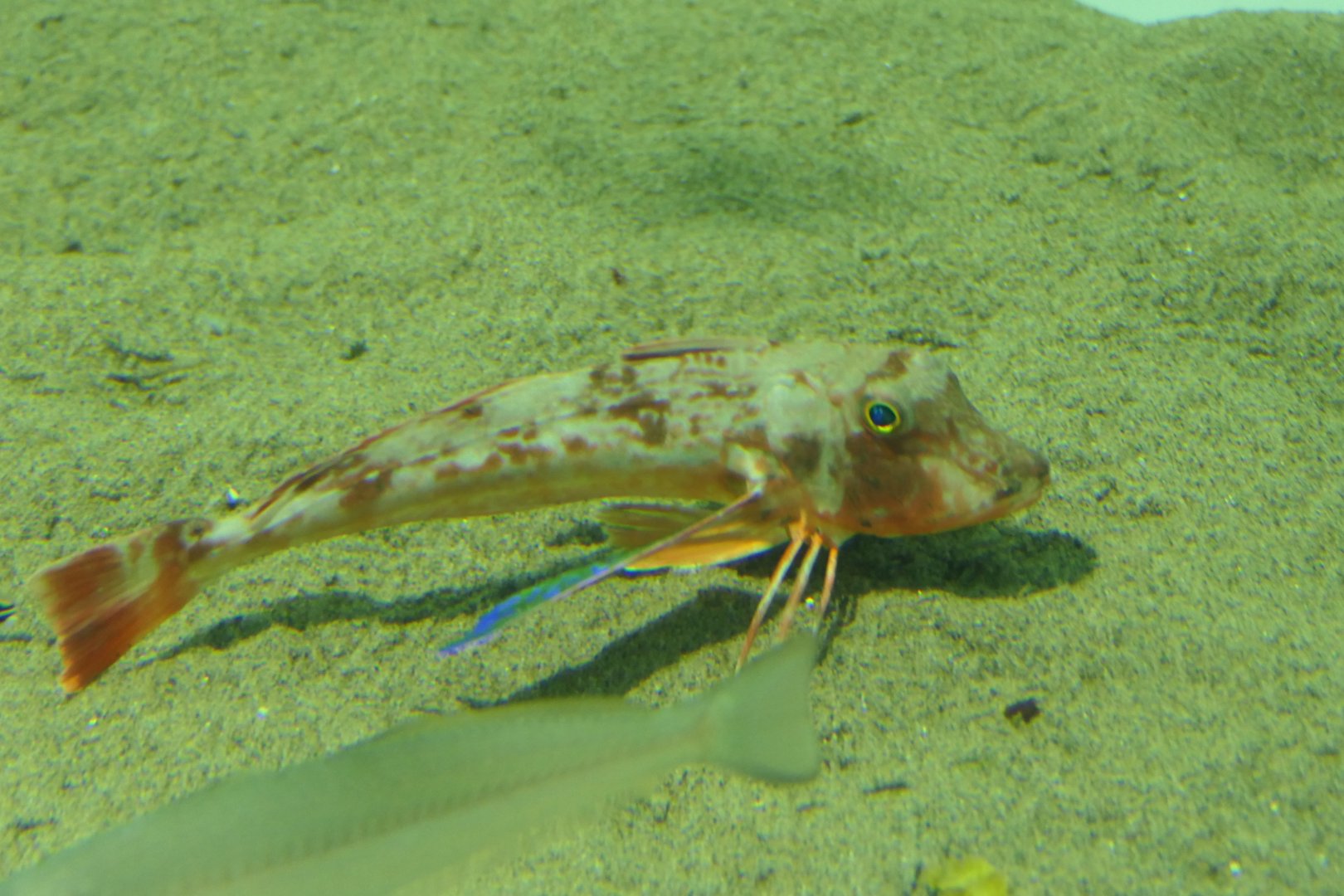 Spiny Red Gurnard (Chelidonichthys spinosus)