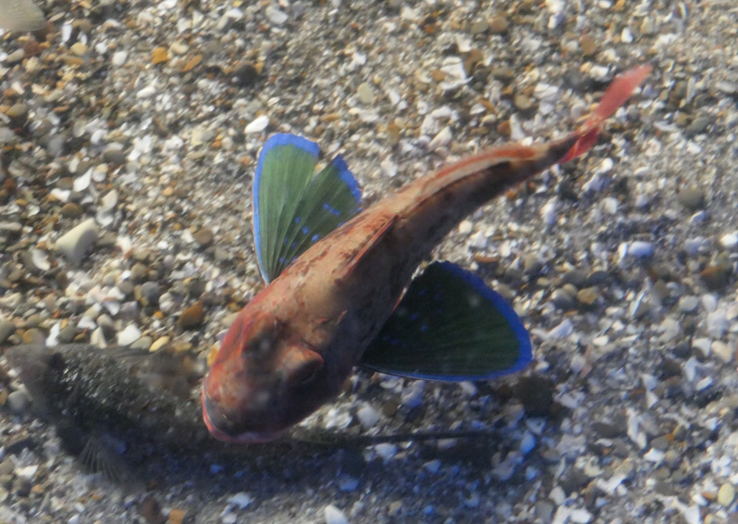 Spiny Red Gurnard (Chelidonichthys spinosus)