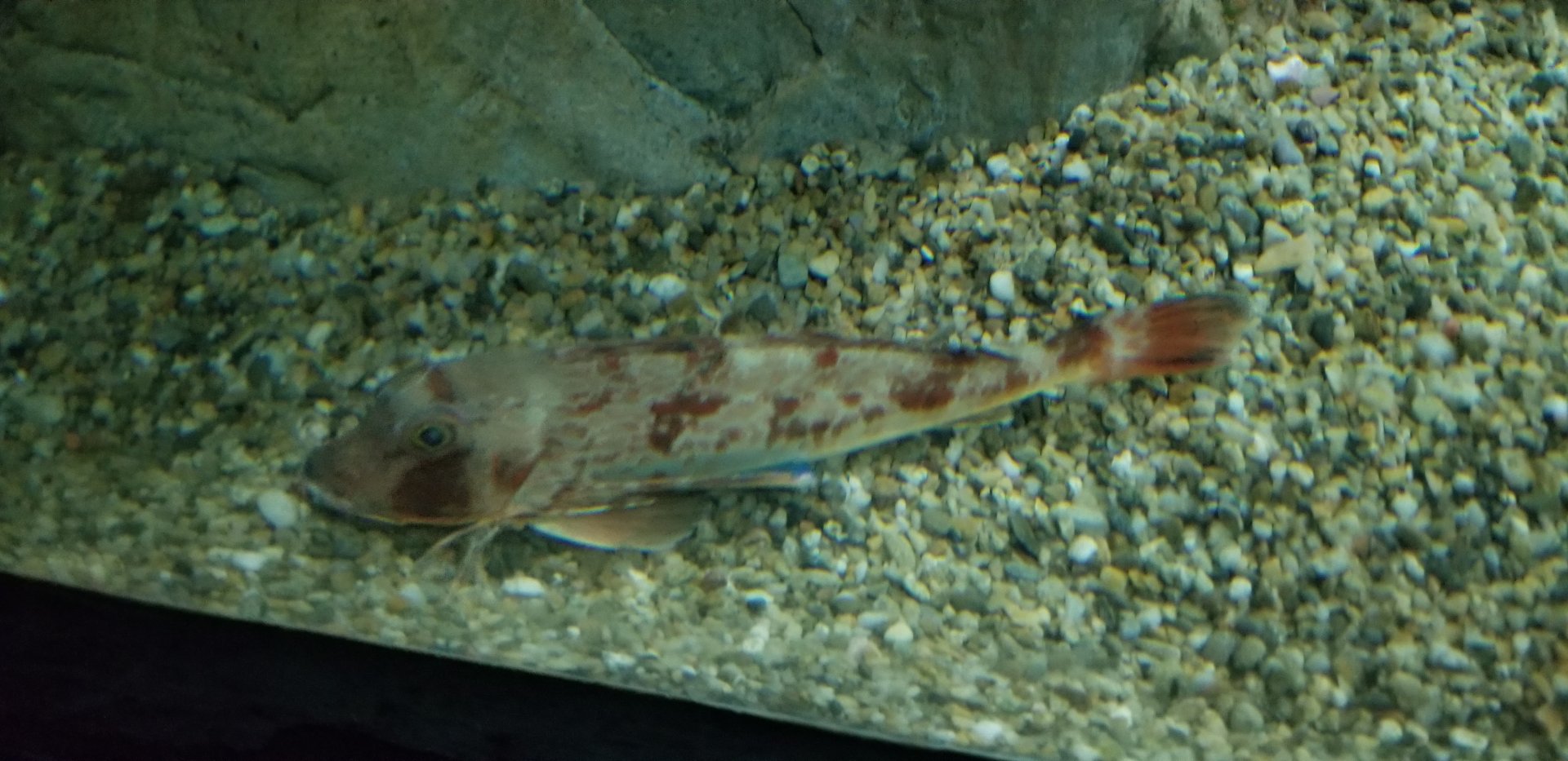 Spiny Red Gurnard