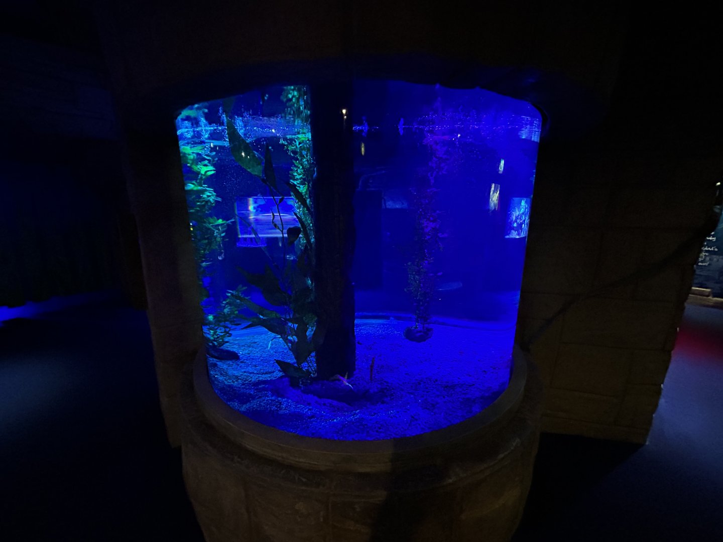 Spiny Sea Dragon Exhibit