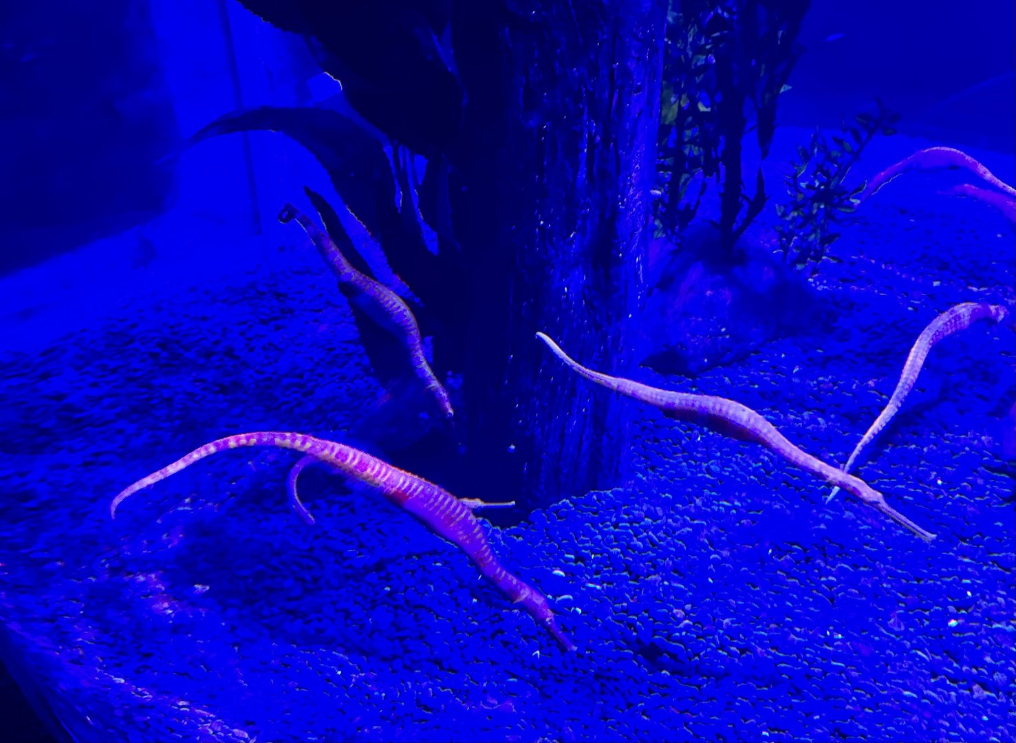 Spiny sea dragon (Solegnathus dunckeri)