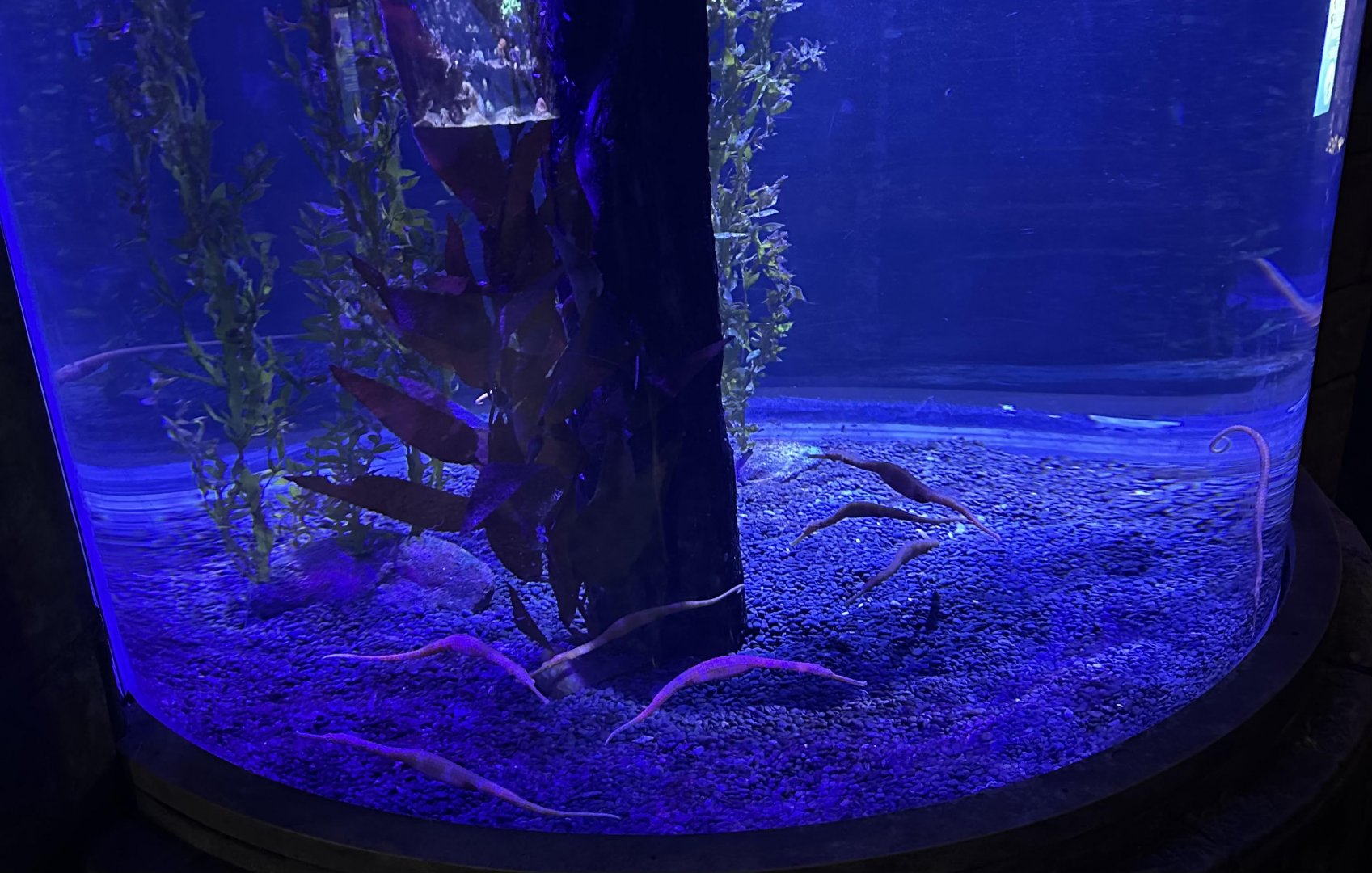 Spiny Sea Dragon Tank