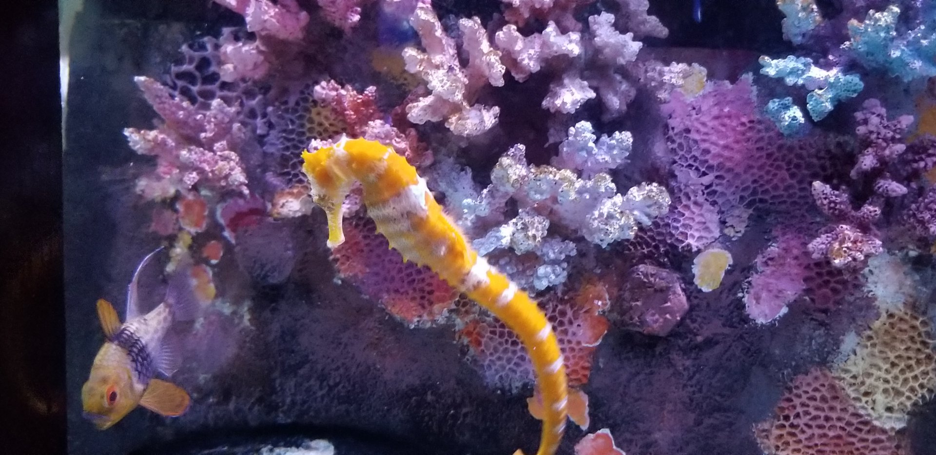 Spiny Seahorse