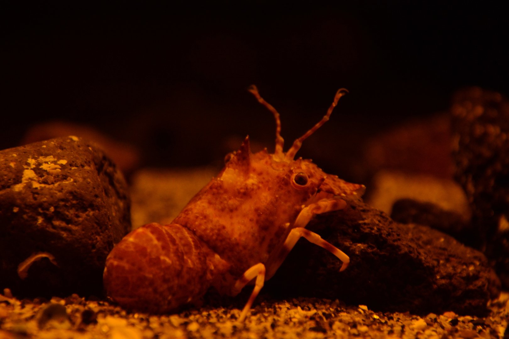 Spiny slipper lobster (Galearctus timidus)
