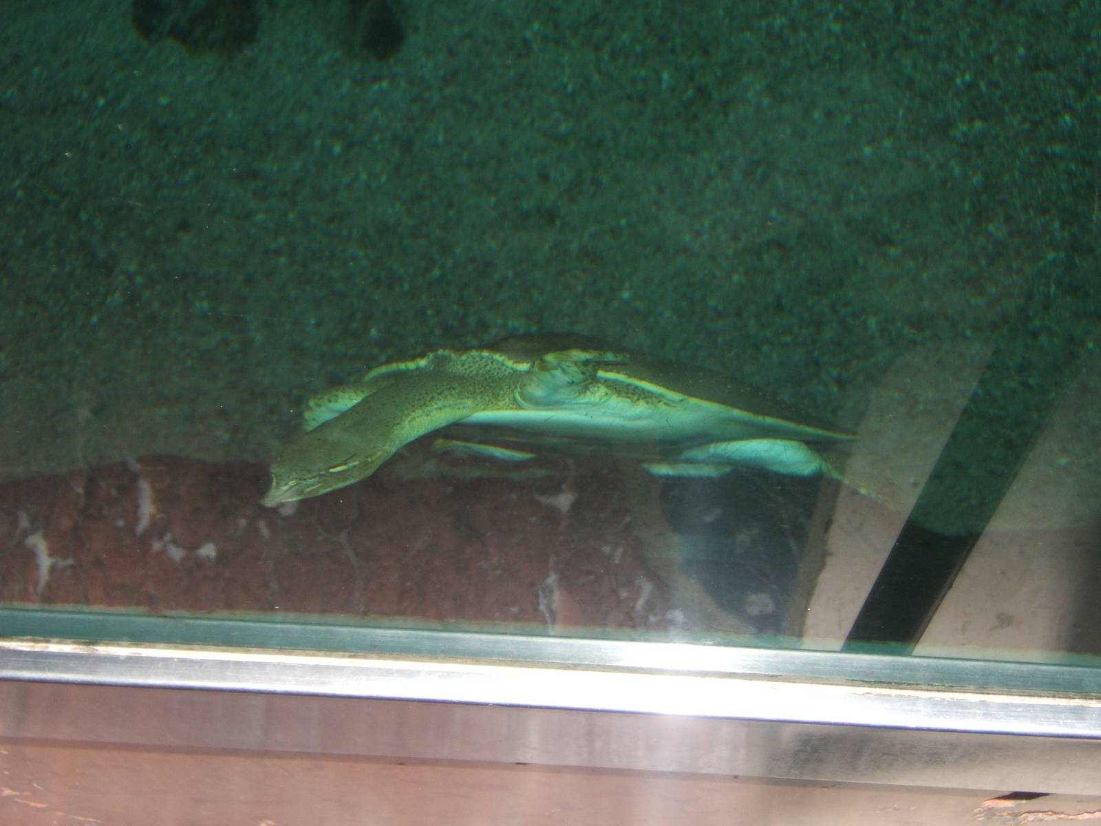 Spiny Soft-shelled Turtle (Trionyx spiniferus)