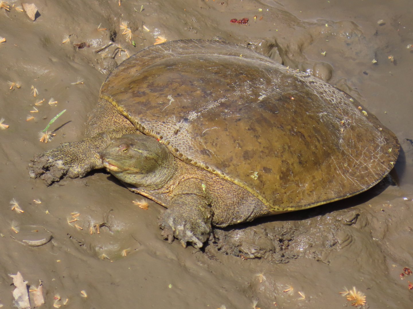 Spiny Softshell (Apalone spinifera)
