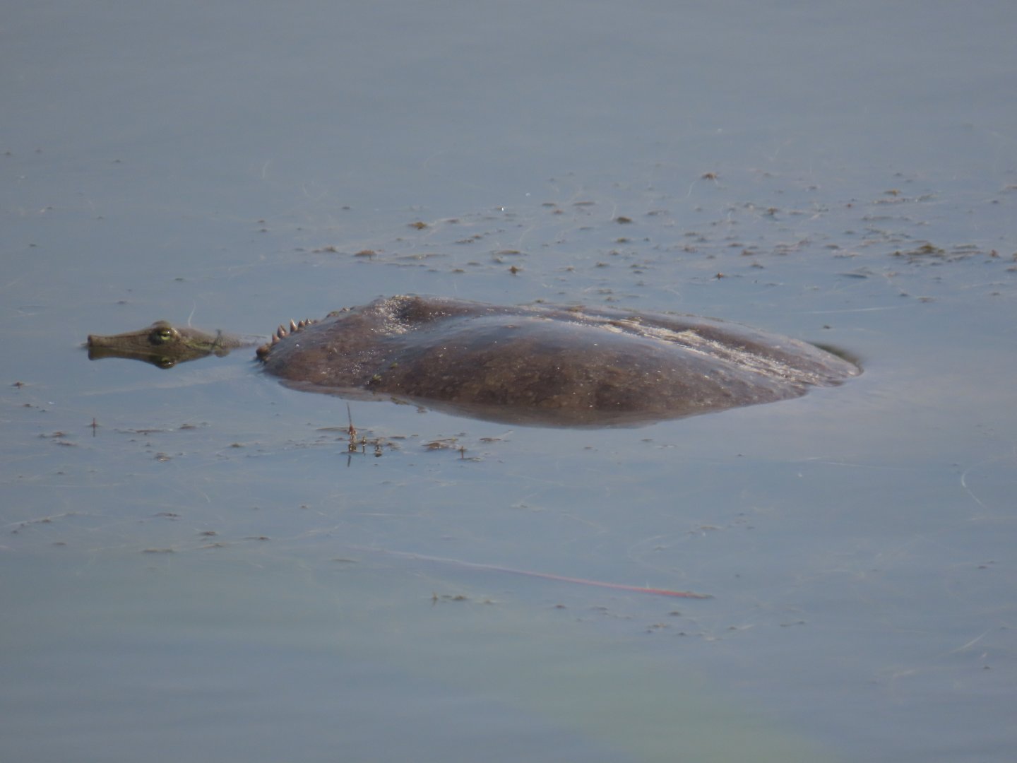 Spiny Softshell (Apalone spinifera)