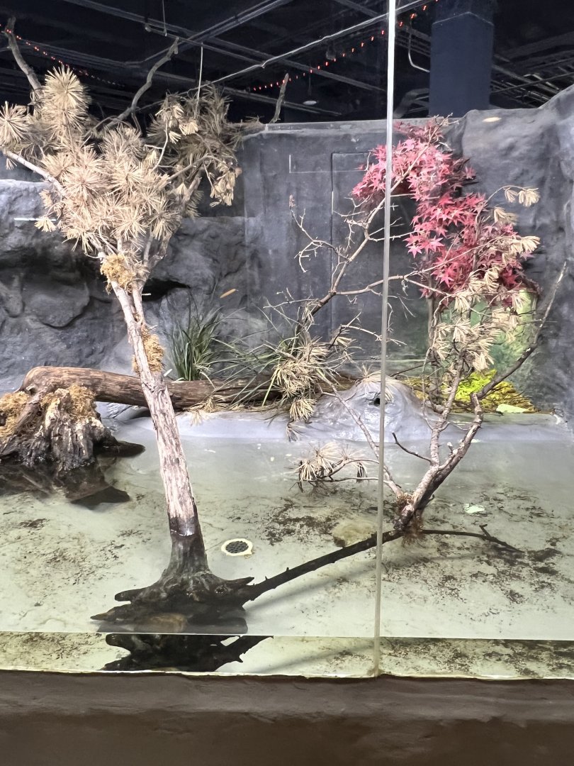 Spiny Softshell Exhibit