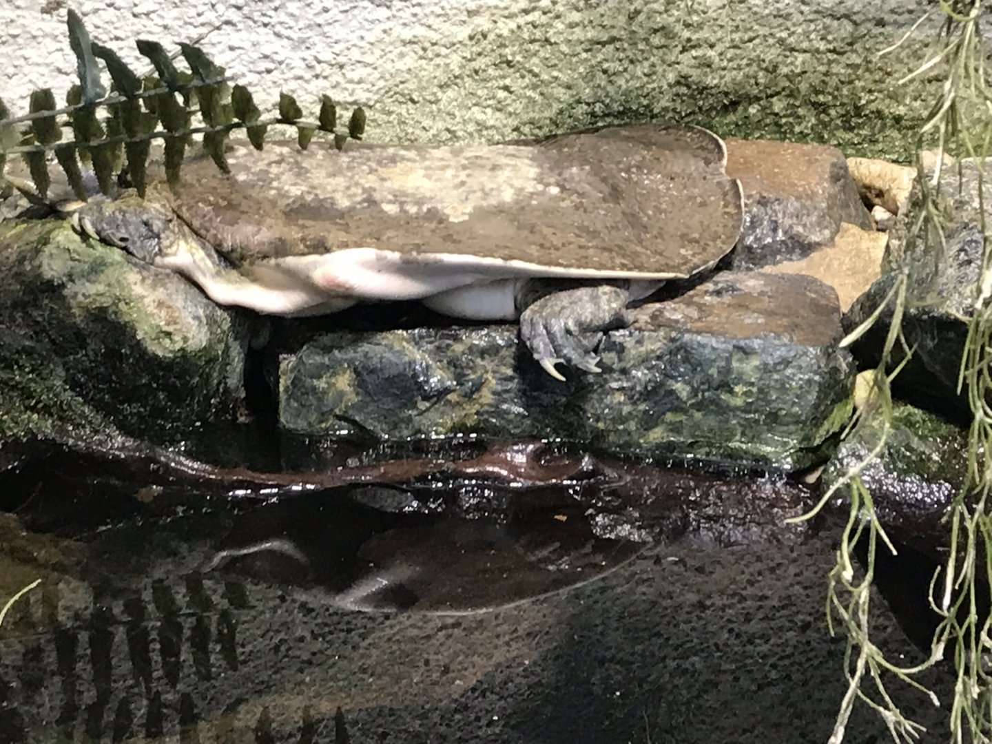 Spiny softshell turtle (Apalone spinifera) 280118
