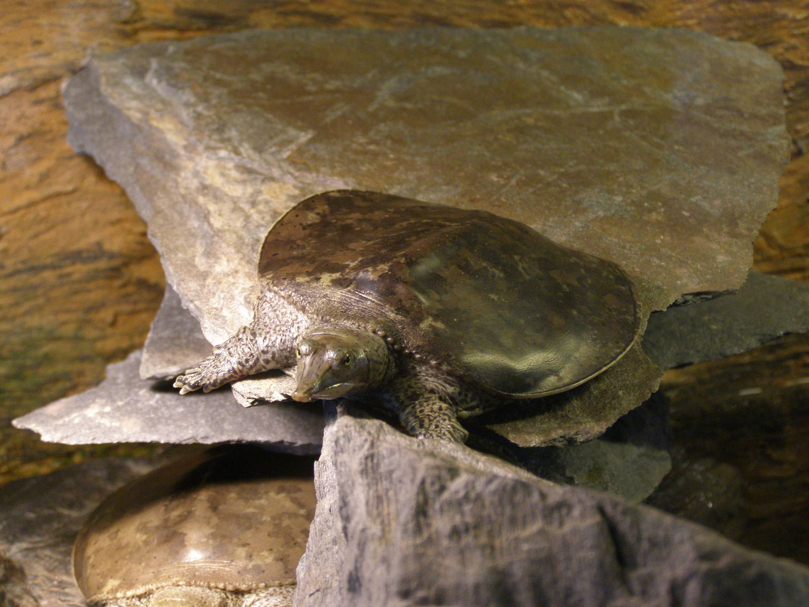 spiny softshell turtle (Apalone spinifera)