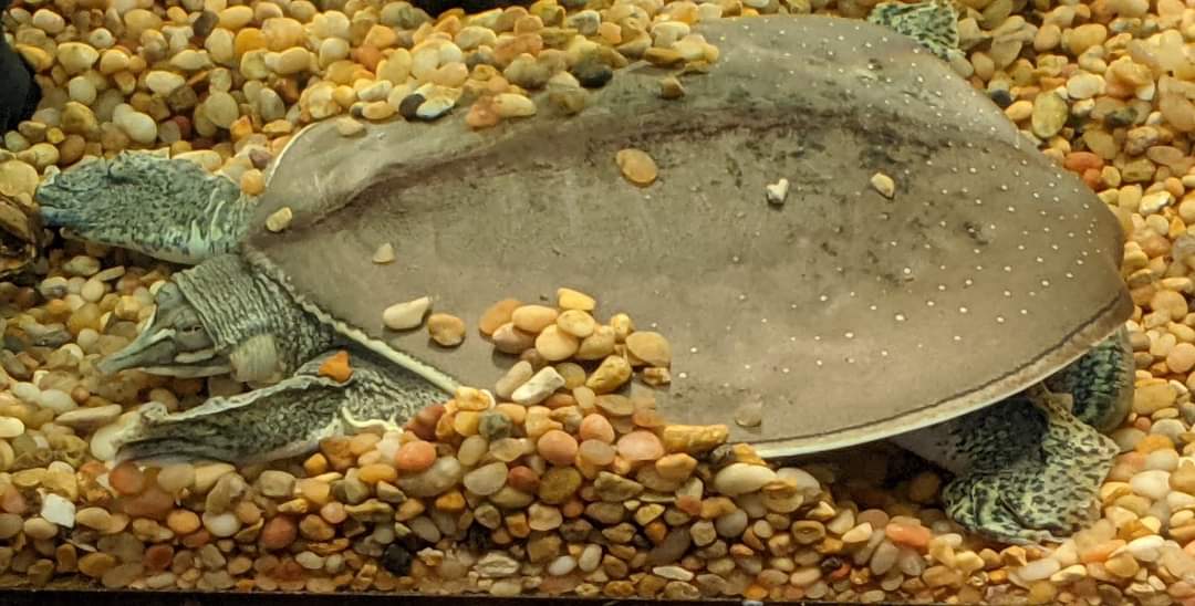 Spiny softshell turtle (Apalone spinifera)