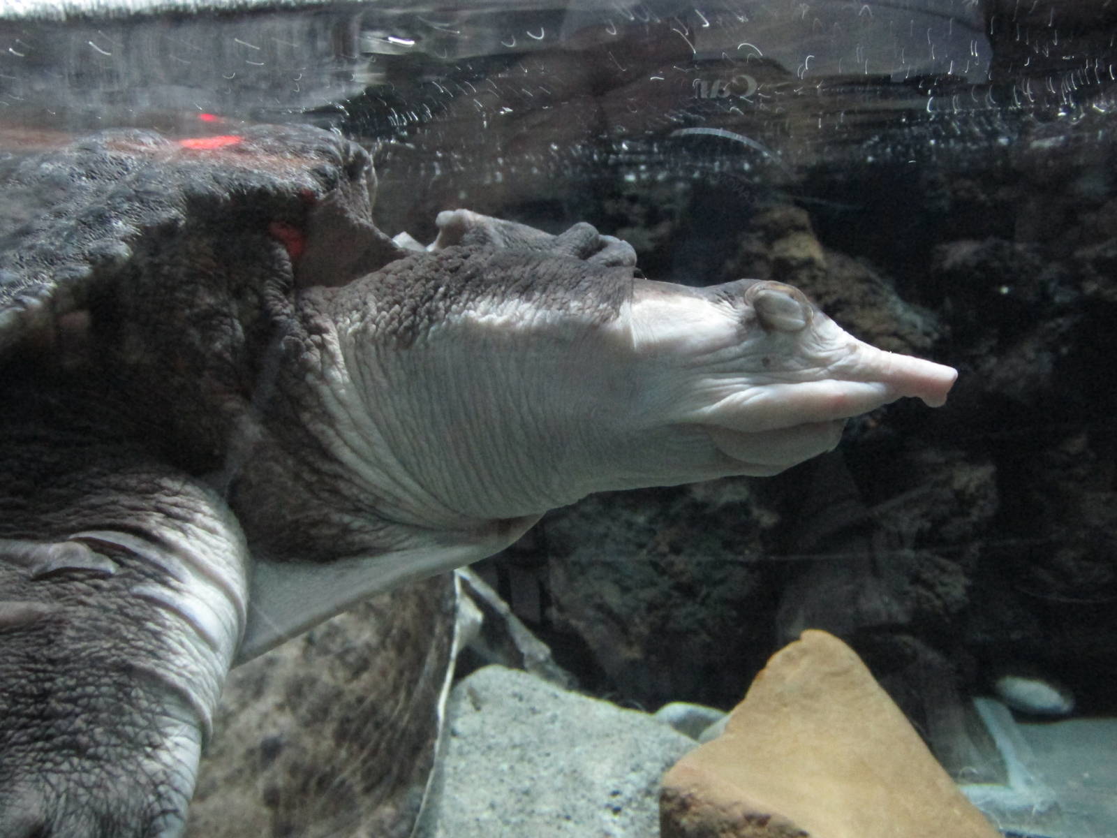 spiny softshell turtle chapultepec zoo