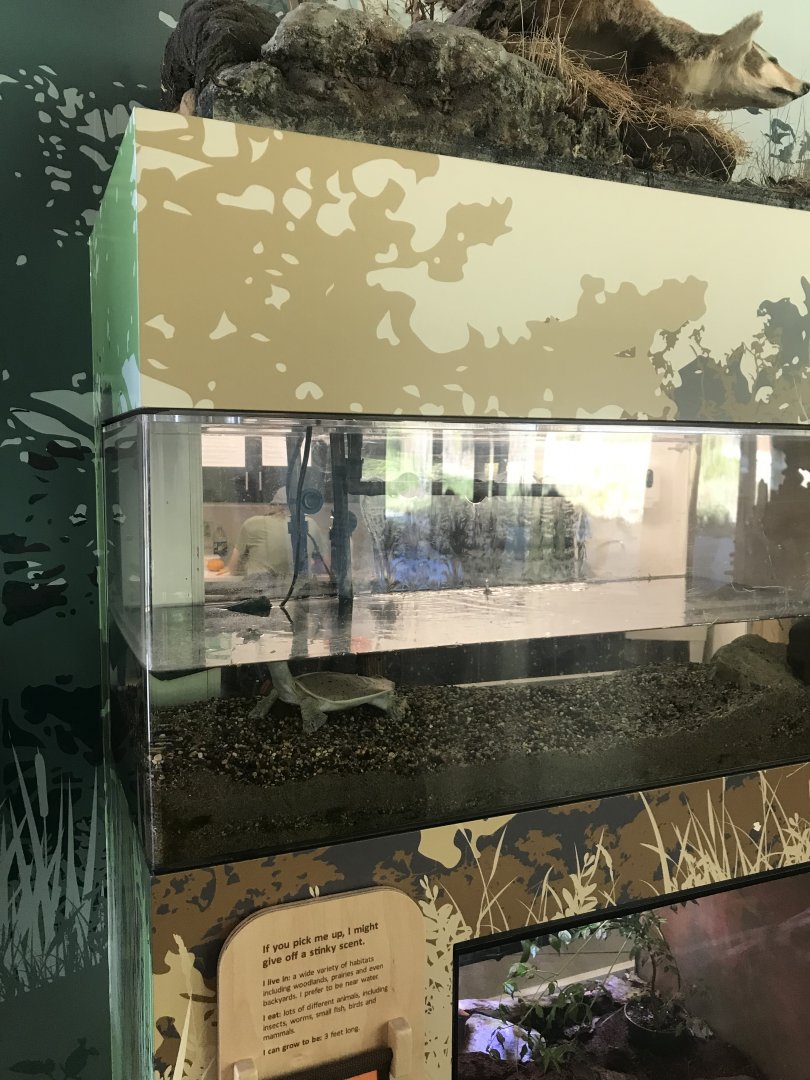 Spiny Softshell Turtle + Common Garter Snake Terrariums