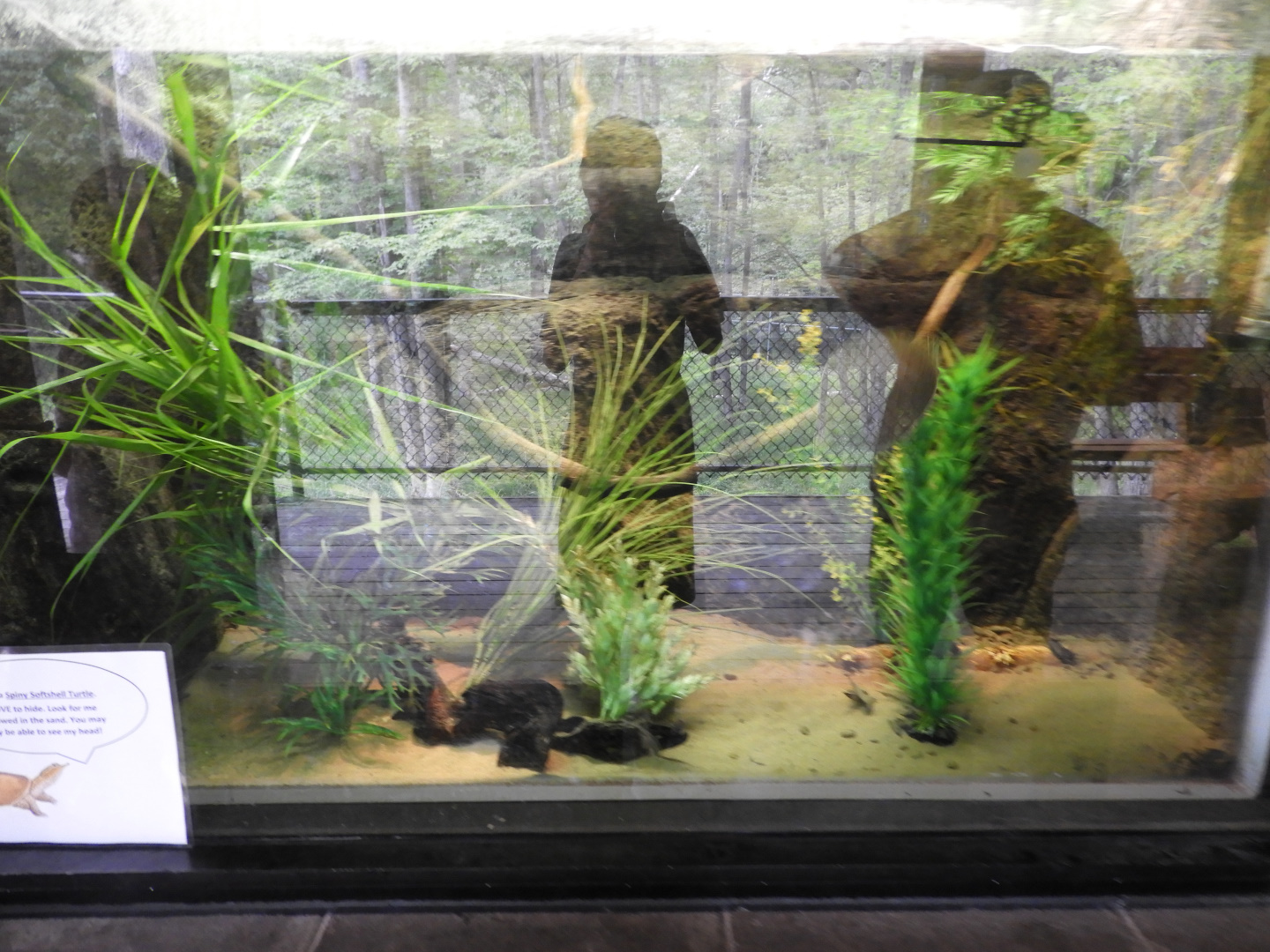 Spiny Softshell Turtle exhibit (New in 2018) - Riley Building - NEW Zoo