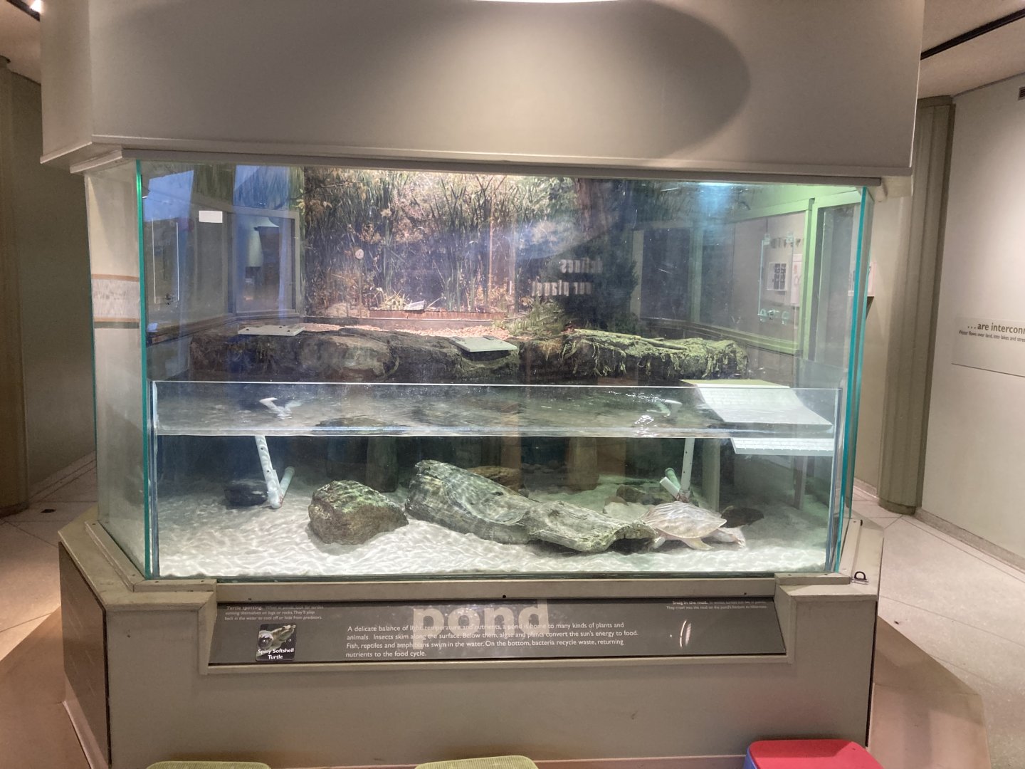 Spiny Softshell Turtle Exhibit