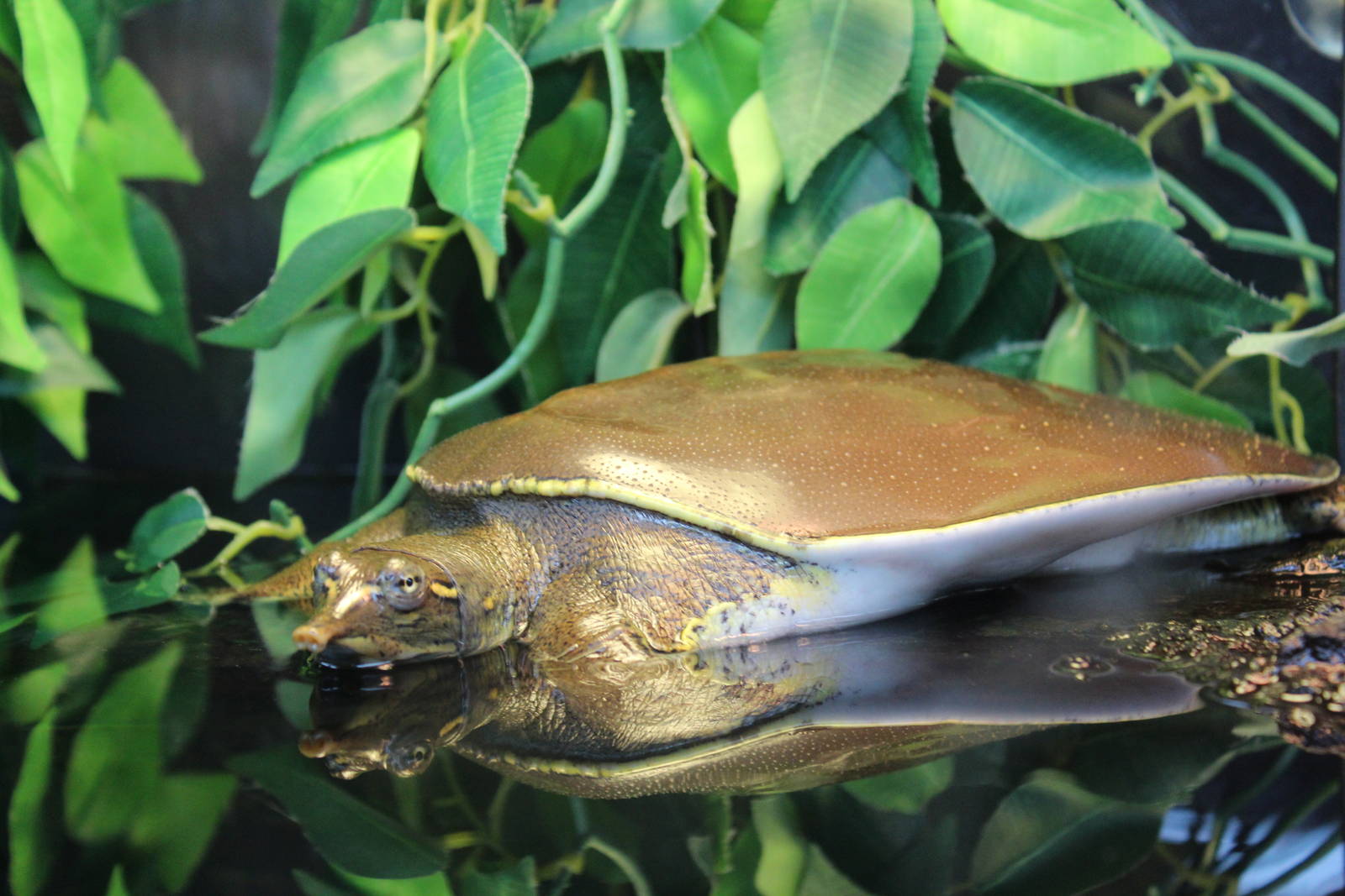 Spiny Softshell Turtle - June 2016