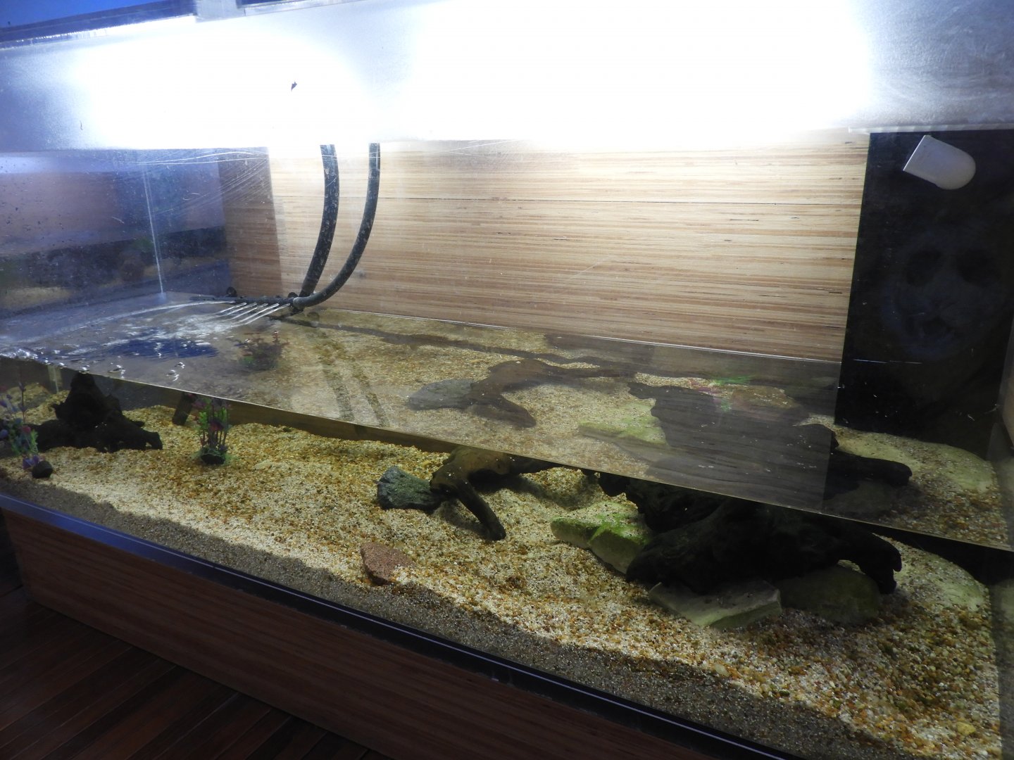Spiny Softshell Turtle/Rock Bass/Bluegill tank - Great Lakes Future - Reiman Aquarium