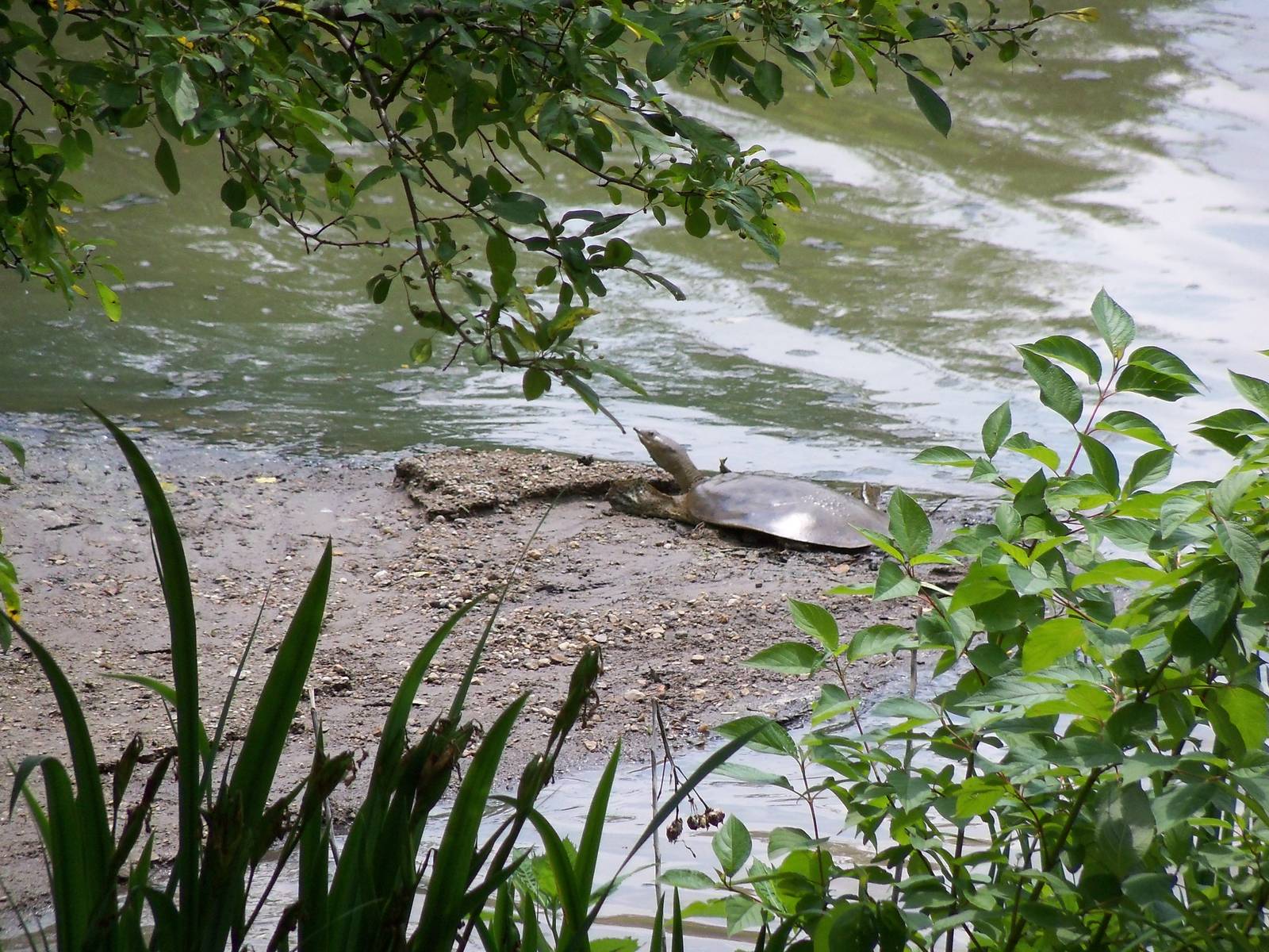 Spiny Softshell Turtle
