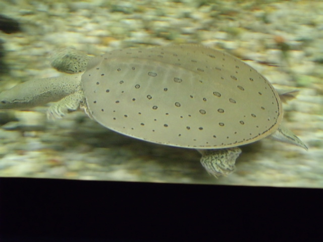 Spiny Softshell Turtle