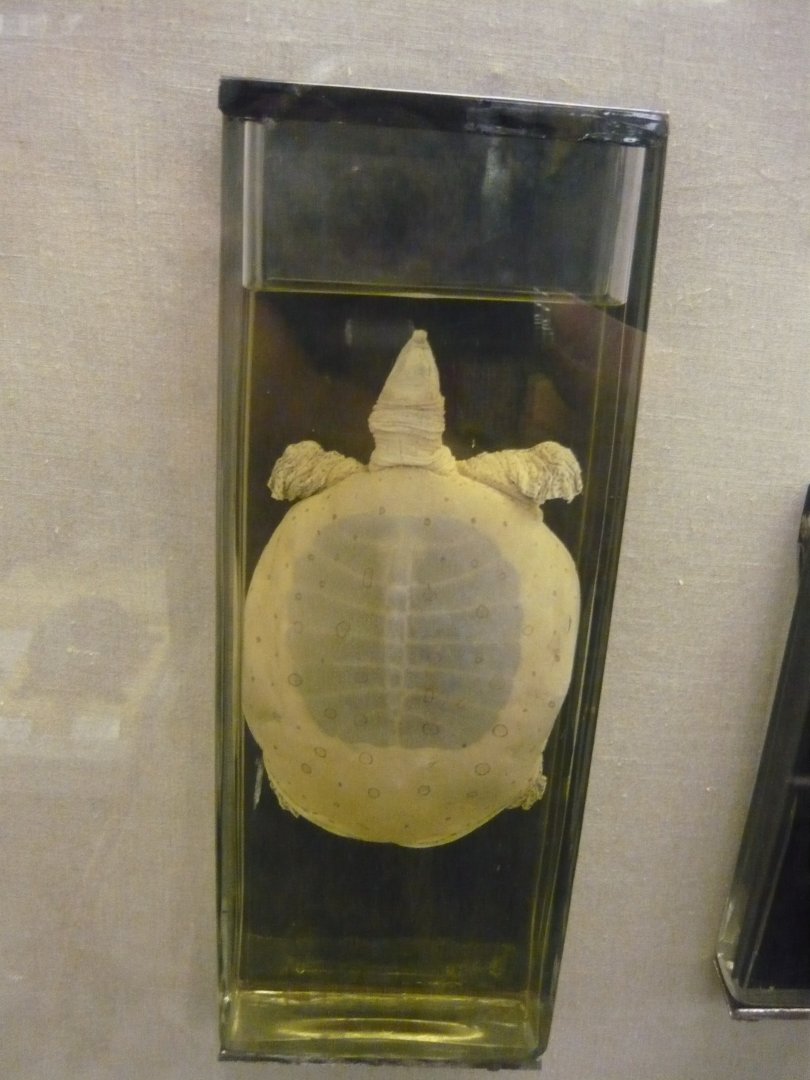 Spiny softshell turtle