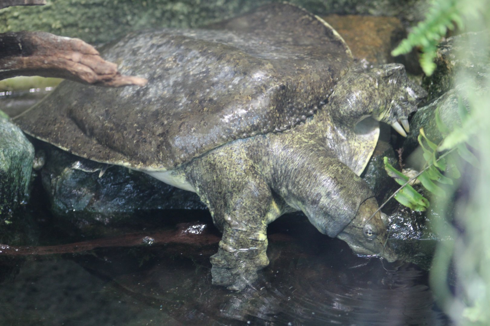 Spiny Softshell Turtle