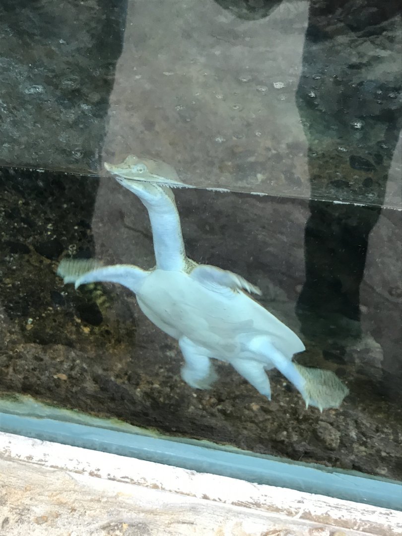 Spiny softshell turtle