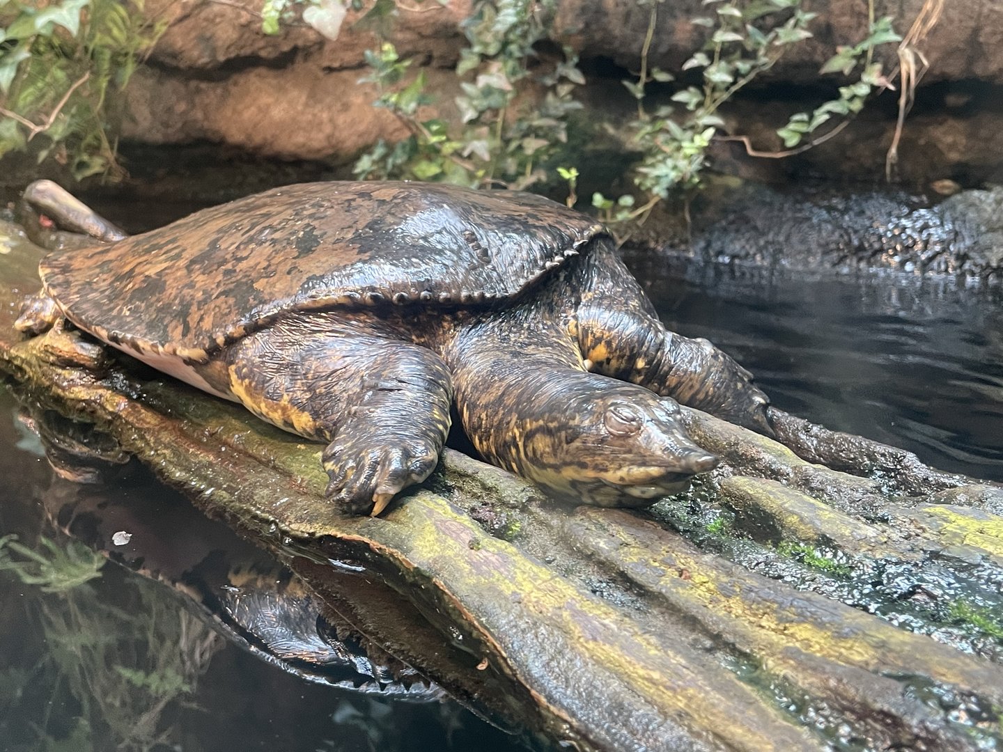 Spiny Softshell Turtle