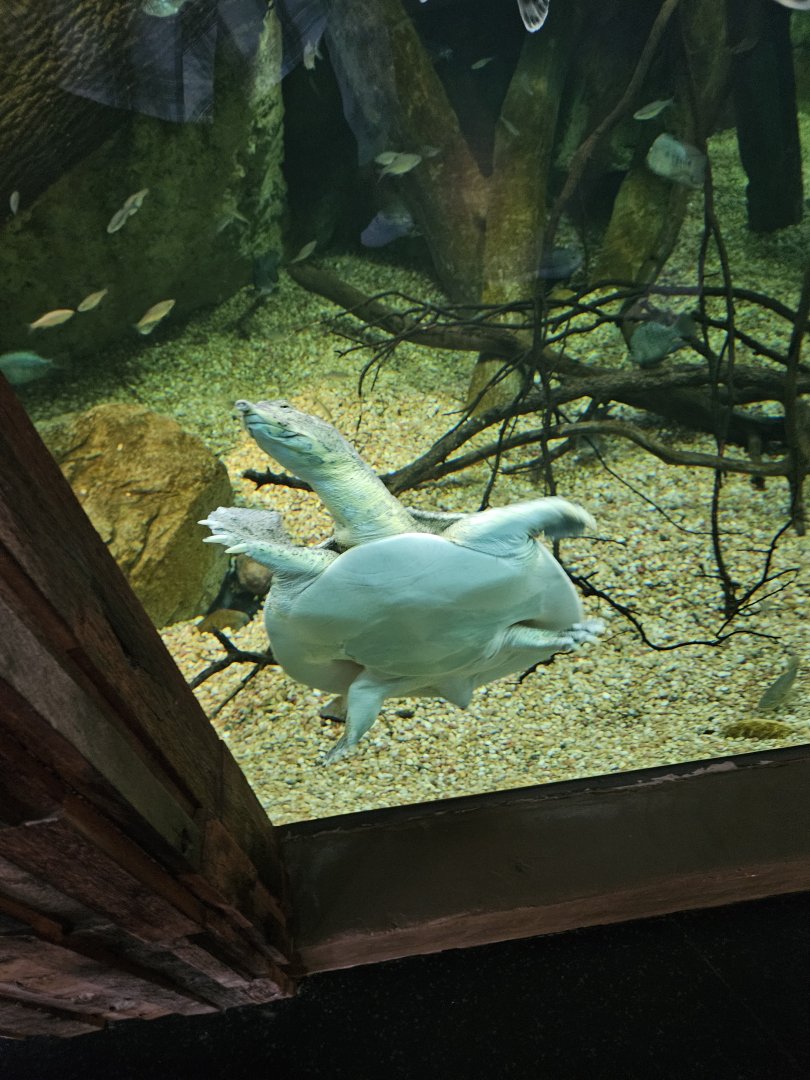 Spiny softshell turtle