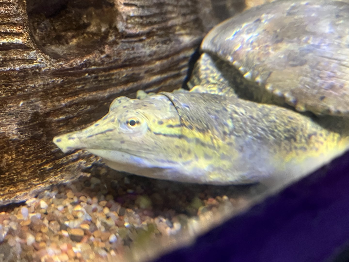 Spiny Softshell Turtle