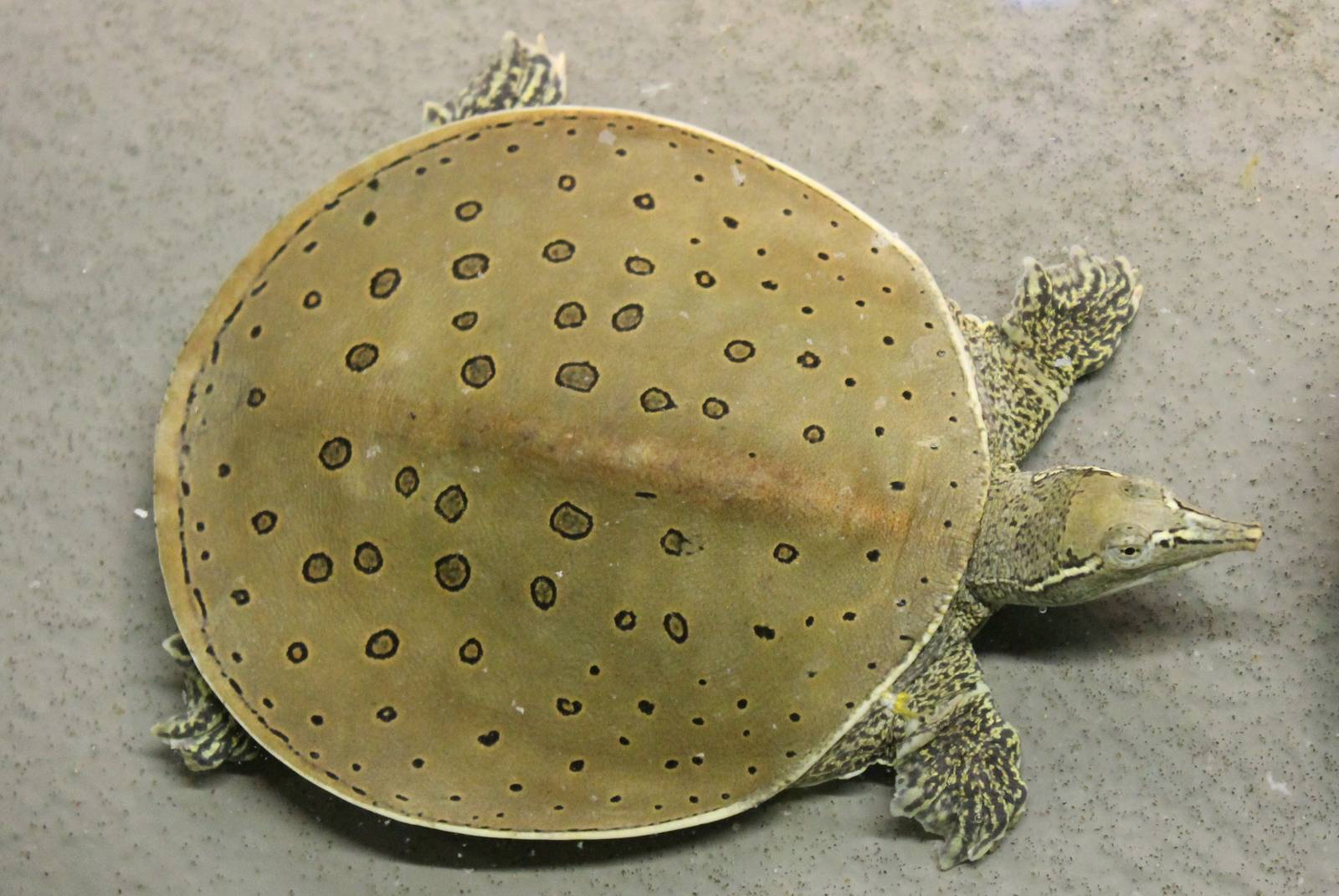 Spiny softshell