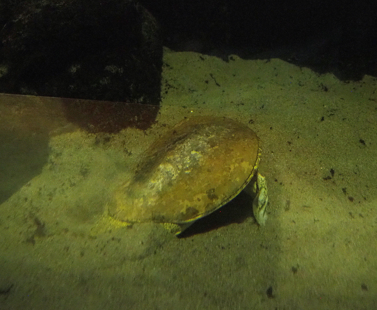 Spiny softshelled turtle(Apalone spinifera) digging in sand, 2022-09-14