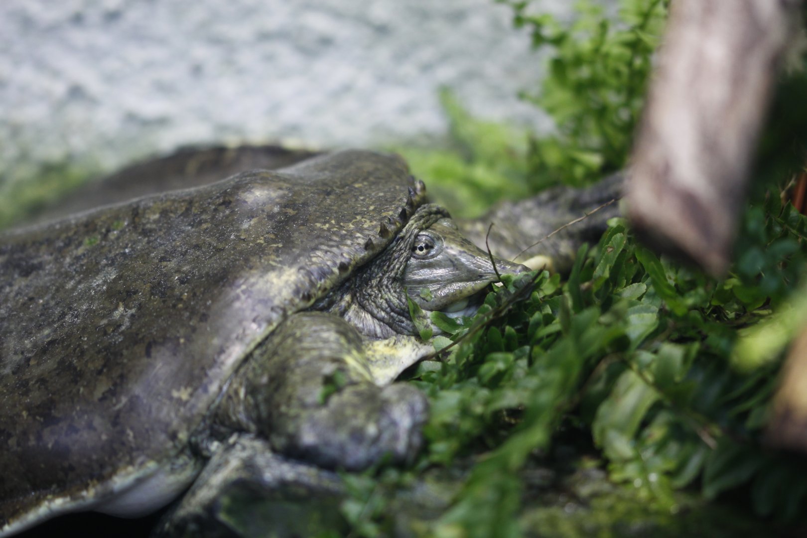 Spiny softshelled turtle (Apalone spinifera)