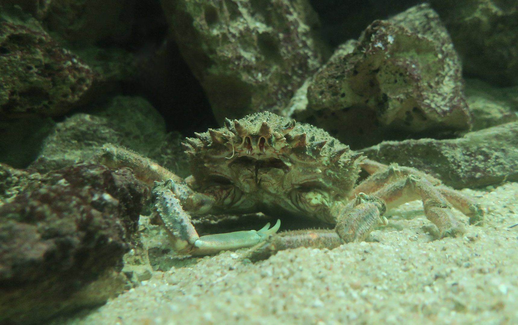 Spiny Spider Crab (Maja brachydactyla)