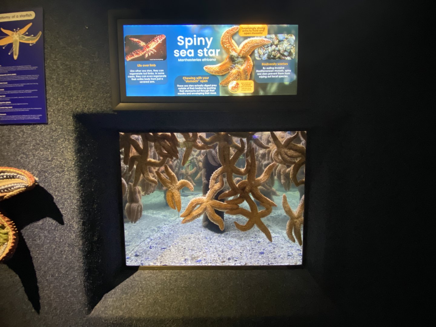 Spiny starfish aquarium