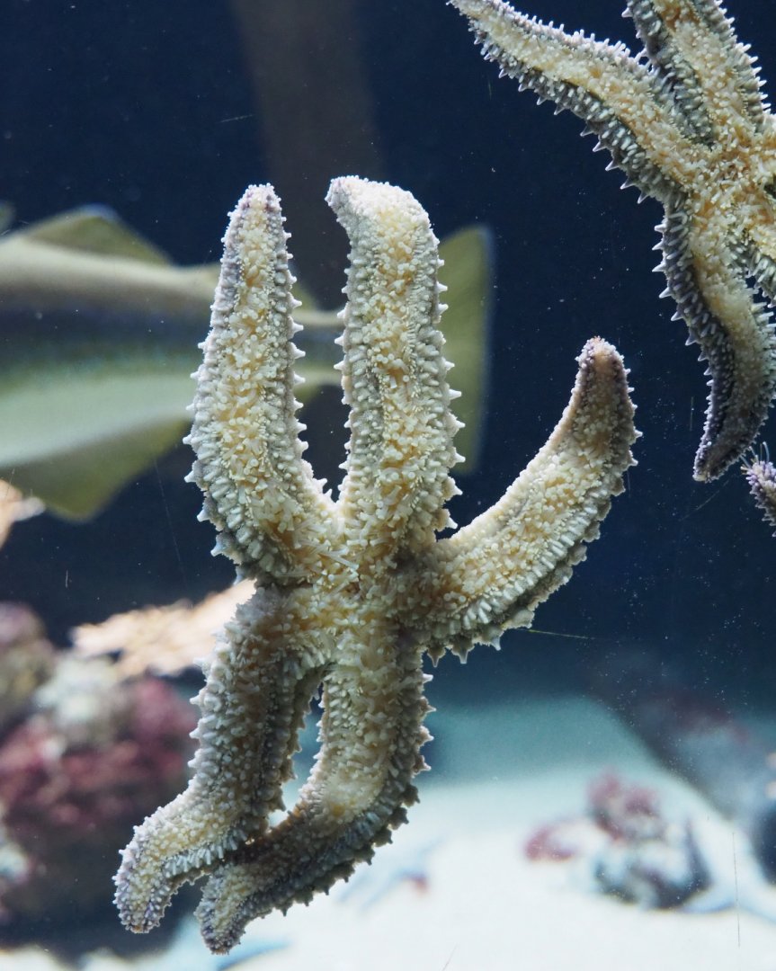 Spiny starfish (Marthasterias glacialis), 2019-12-30