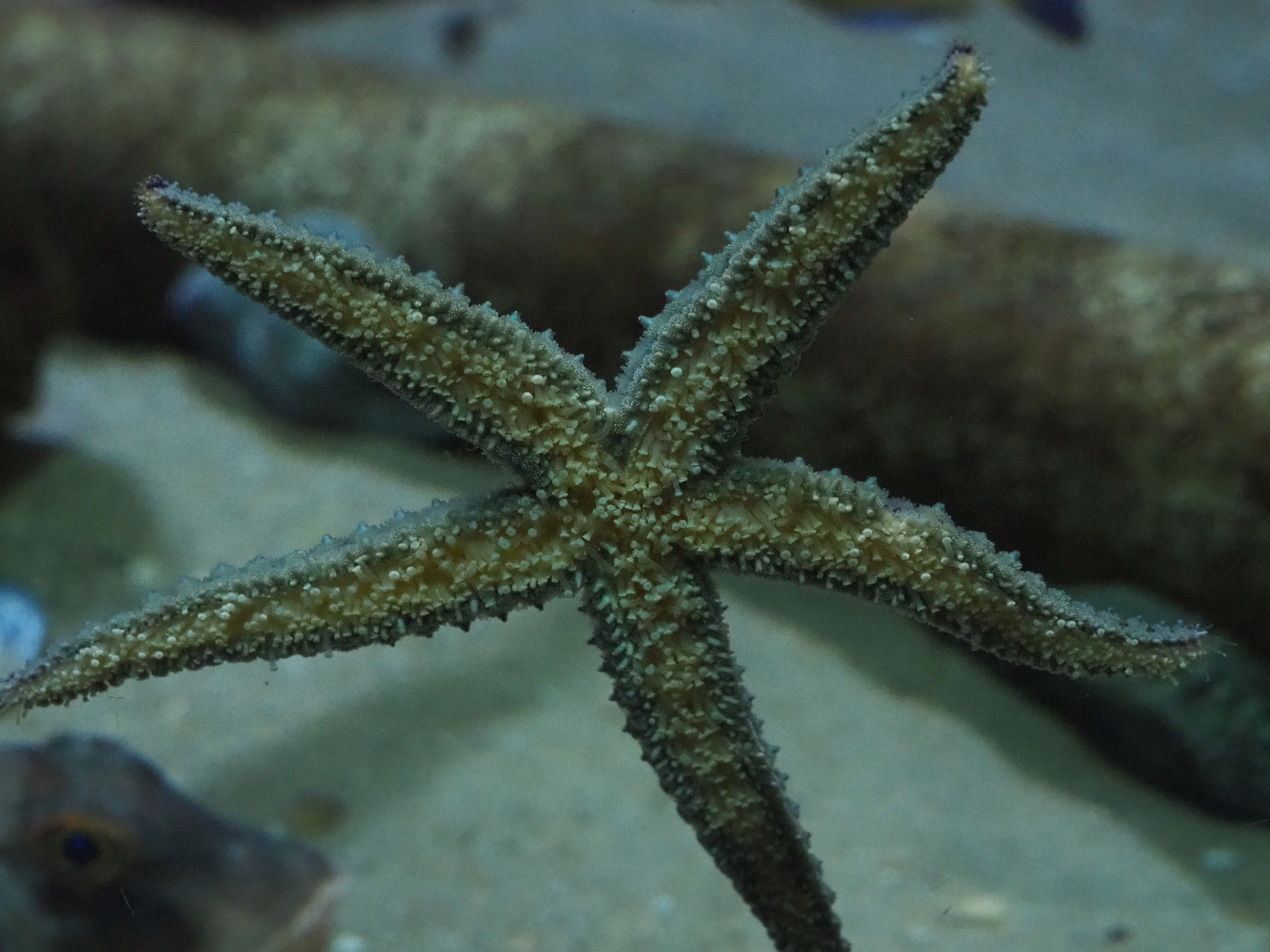 Spiny starfish (Marthasterias glacialis), 2020-05-24