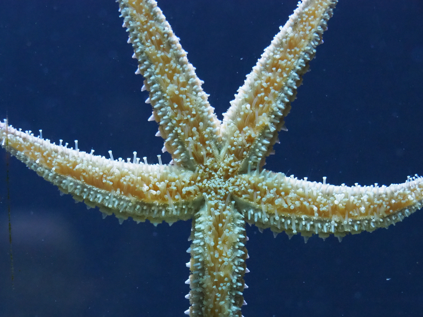Spiny starfish (Marthasterias glacialis), 2020-06-28