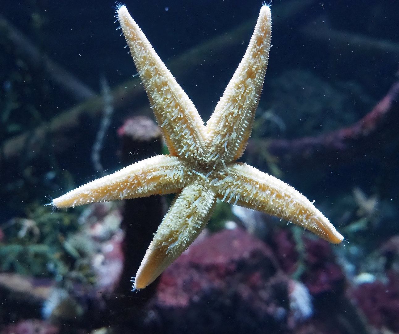 Spiny starfish (Marthasterias glacialis), 2022-09-04