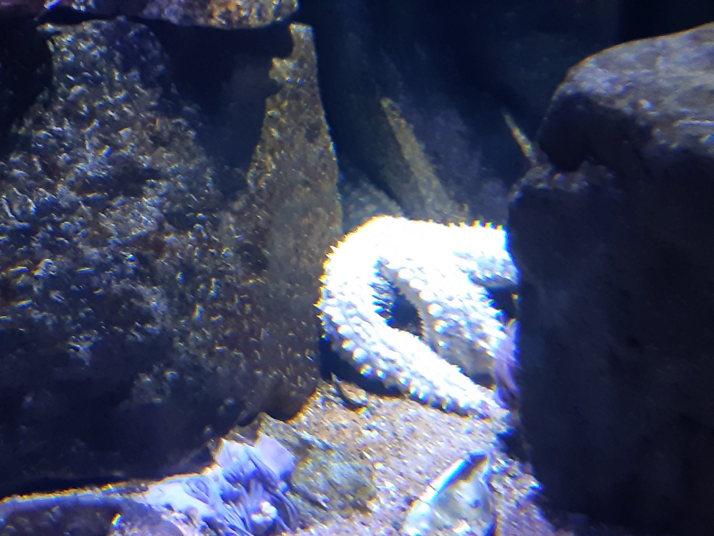 Spiny Starfish (Marthasterias glacialis)