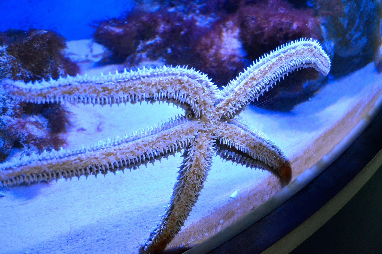 Spiny Starfish - September 2016