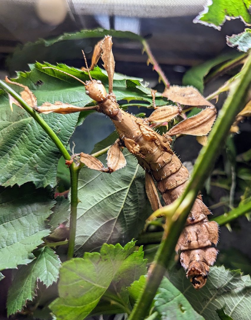 Spiny Stick-insect - July 8th 2023
