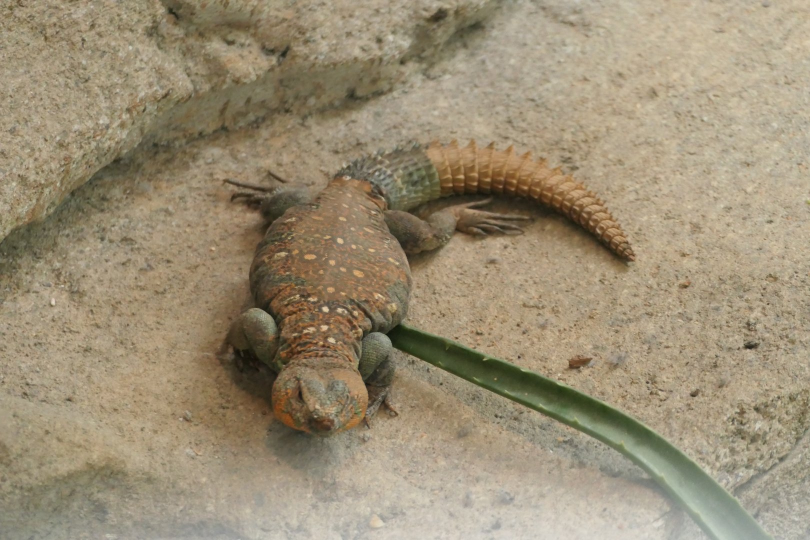 Spiny-tailed Agamid - Uromastyx ocellata - ARC