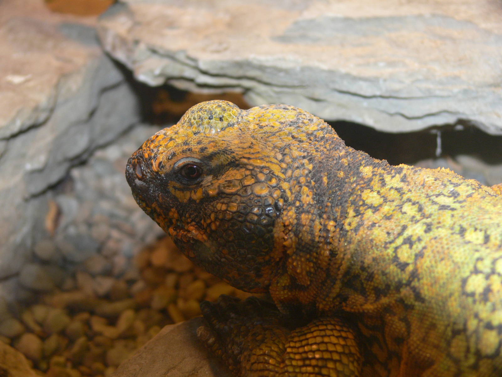 Spiny-tailed Dabb Lizard at Blackpool Zoo, 07/07/13