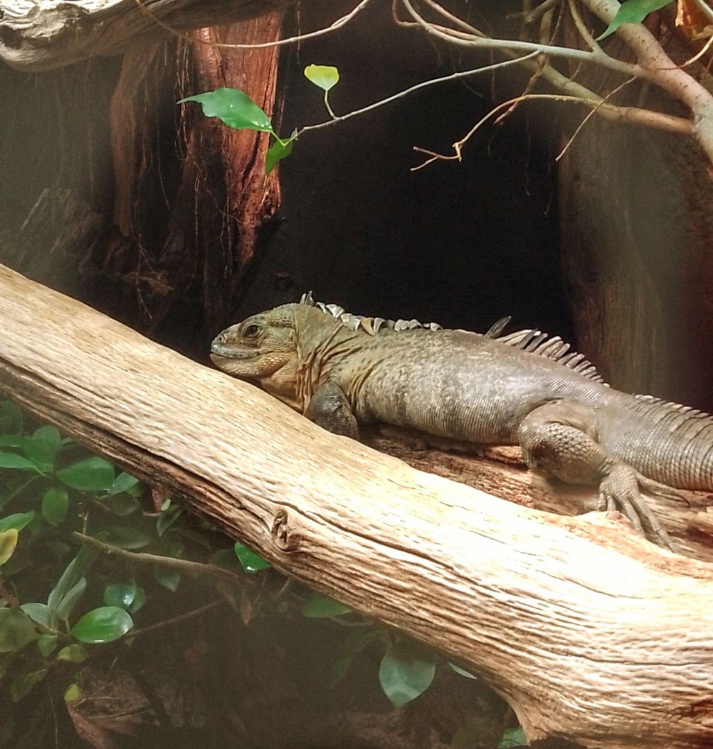 Spiny tailed iguana 18102025