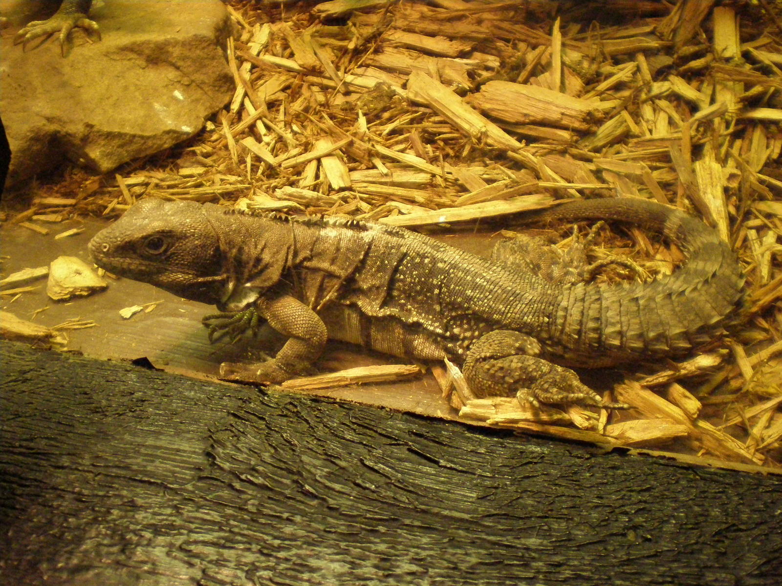 Spiny Tailed Iguana- AA JUN08 II