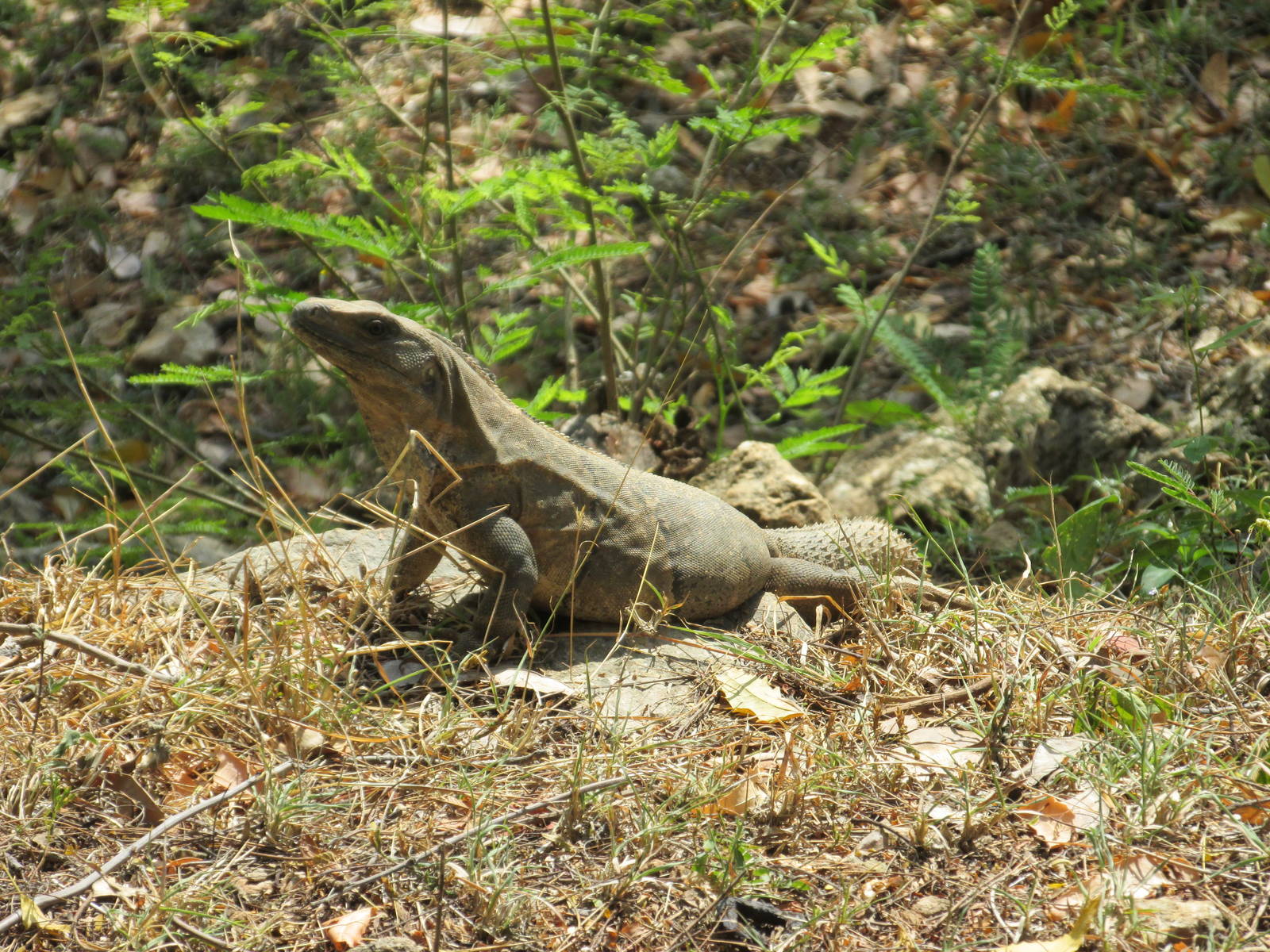 spiny tailed iguana animaya
