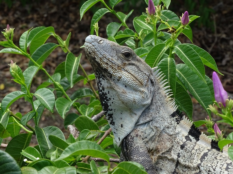 Spiny-tailed iguana (Ctenosaura similis)