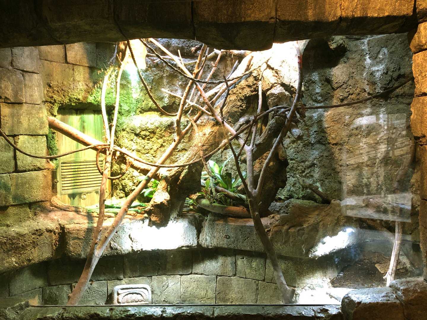 Spiny-Tailed Iguana Exhibit